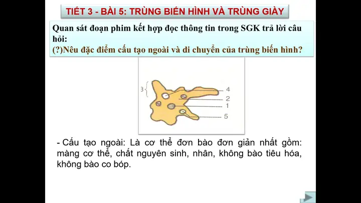 Khám Phá Thế Giới Vi Sinh Vật: Trùng Giày Và Trùng Biến Hình