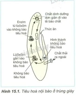 Khám Phá Các Chất Dinh Dưỡng Đơn Giản Của Trùng Giày Và Lợi Ích Vượt Trội Cho Vật Nuôi
