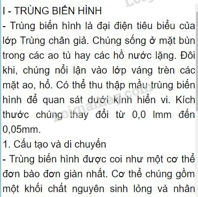 Cẩm Nang Xây Dựng Bài Thuyết Trình Về Bệnh Trùng Giày: Từ Kiến Thức Y Khoa Đến Thực Tế Phòng Ngừa
