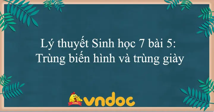 Cẩm Nang Xây Dựng Bài Thuyết Trình Về Bệnh Trùng Giày: Từ Kiến Thức Y Khoa Đến Thực Tế Phòng Ngừa