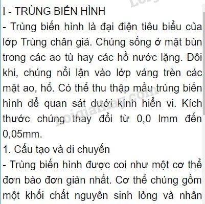 Cẩm Nang Xây Dựng Bài Thuyết Trình Về Bệnh Trùng Giày: Từ Kiến Thức Y Khoa Đến Thực Tế Phòng Ngừa