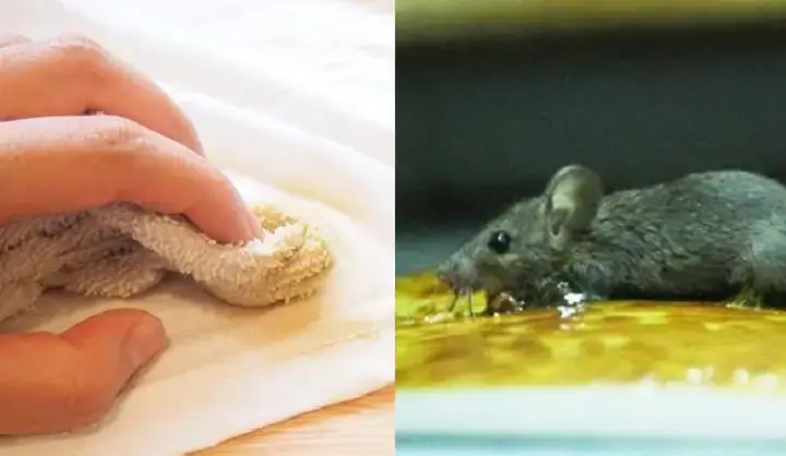 Khám Phá Các Cách Xử Lý Khi Giày Dính Keo Dính Chuột Hiệu Quả Nhất