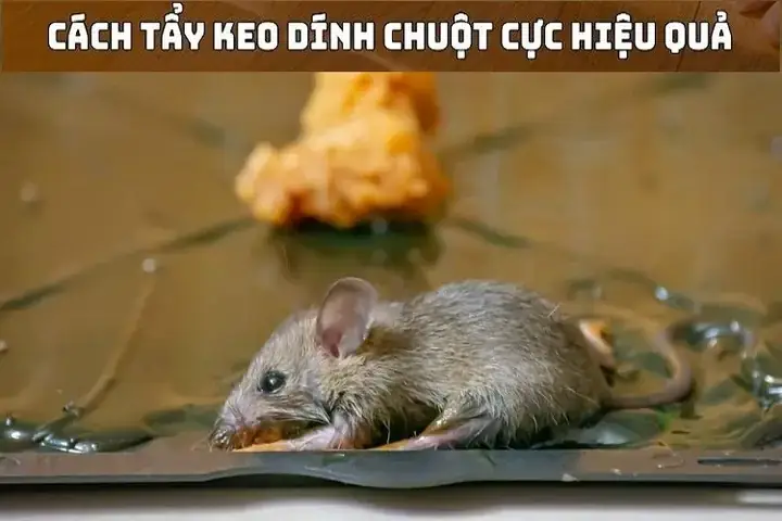 Khám Phá Các Cách Xử Lý Khi Giày Dính Keo Dính Chuột Hiệu Quả Nhất