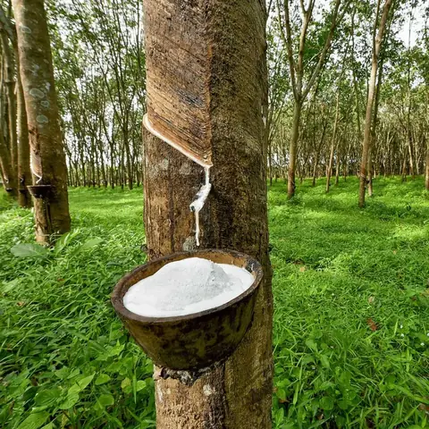 Cao Su Dùng Trong Ngành Giày Gồm Những Gì? Khám Phá Vật Liệu Vàng Của Ngành Sản Xuất Giày