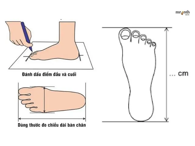 Bảng Size Giày Chi Tiết: Cách Chọn Size Chuẩn Cho Chân Dài 21cm