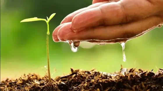 Chiếc Giày Của Gandhi Nội Dung Chính Là Gì: Giải Mã Ý Nghĩa Sâu Xa Đằng Sau Biểu Tượng