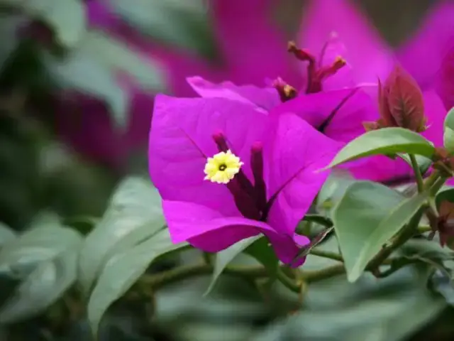 Cỏ Lan Mặt Đất Rêu Phong: Nghệ Thuật Mang Vẻ Đẹp Thiên Nhiên Vào Không Gian Sống