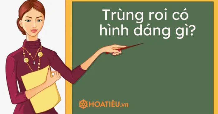 Đặc Điểm Sinh Học Của Các Loài Trùng Roi, Trùng Giày Và Trùng Biến Hình