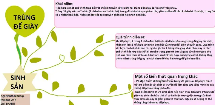 Khám Phá Hình Thức Sinh Sản Của Trùng Đế Giày