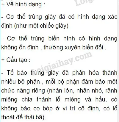 So Sánh Chi Tiết Trùng Biến Hình Và Trùng Giày: Cách Phân Biệt Và Xử Lý Hiệu Quả Cho Nuôi Ốc Sên