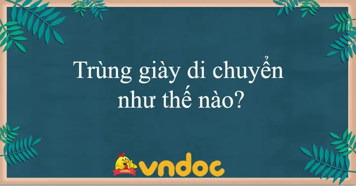 Trùng Đế Giày Di Chuyển Như Thế Nào: Nguyên Lý Và Cấu Trúc Cơ Học