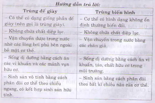 Vai Trò Kỳ Diệu Của Lông Bơi: Giải Mã Cách Trùng Giày Tạo Nên Chuyển Động Độc Nhất Vô Nhị