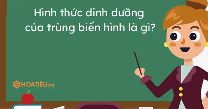 Trùng Giày Sinh Sản Bằng Hình Thức Nào? Vòng Đời Đầy Kỳ Diệu Của Ruồi Giò
