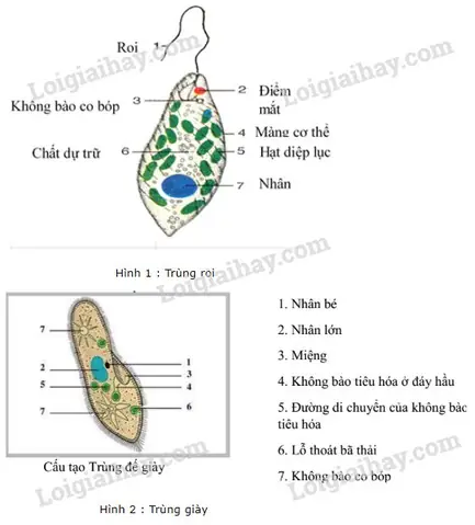 Phân Tích Và Vẽ Hình Dạng Trùng Giày Và Trùng Roi: Cẩm Nang Sinh Học Lớp 7