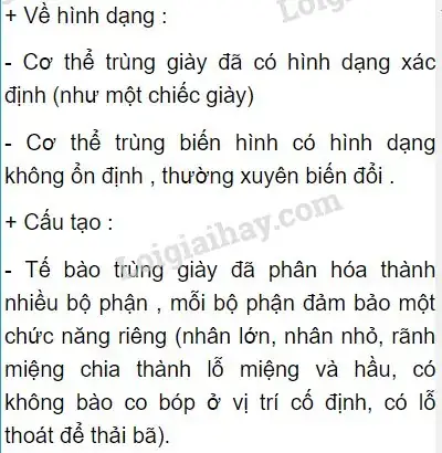 Cơ Thể Trùng Giày Phức Tạp Hơn Trùng Biến Hình: Phân Tích Khoa Học Chi Tiết
