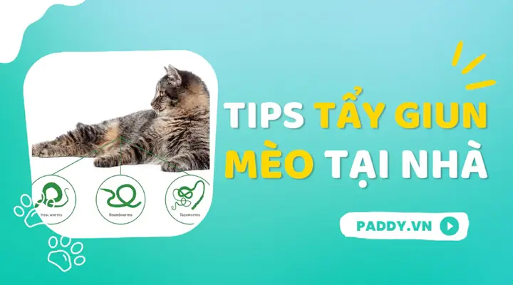 Giày Cao Gót Giẫm Chết Mèo 2006: Phân Tích Vụ Việc Và Bài Học Đạo Đức