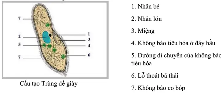 Trùng Đế Giày Là Gì? Tổng Tất Tần Tật Từ Đặc Điểm Đến Vai Trò Sinh Học