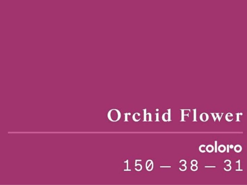 Orchid Flower tông hồng sâm nổi bật giữa bộ sưu tập thời trang đường phố hiện đại